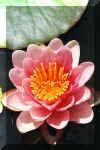 Fleur flottante